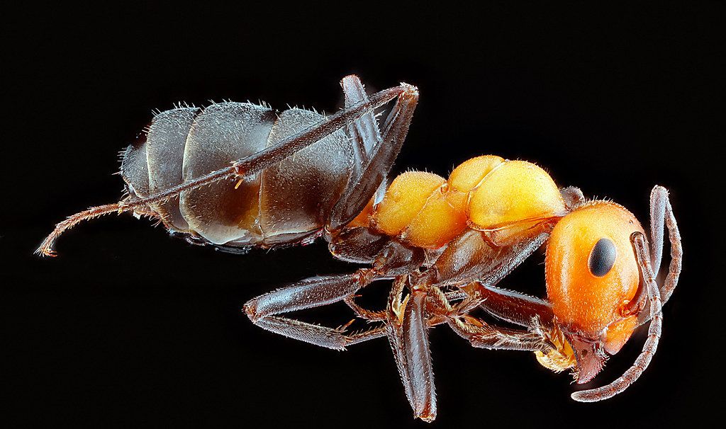 Ant Control service in Rosemead, CA