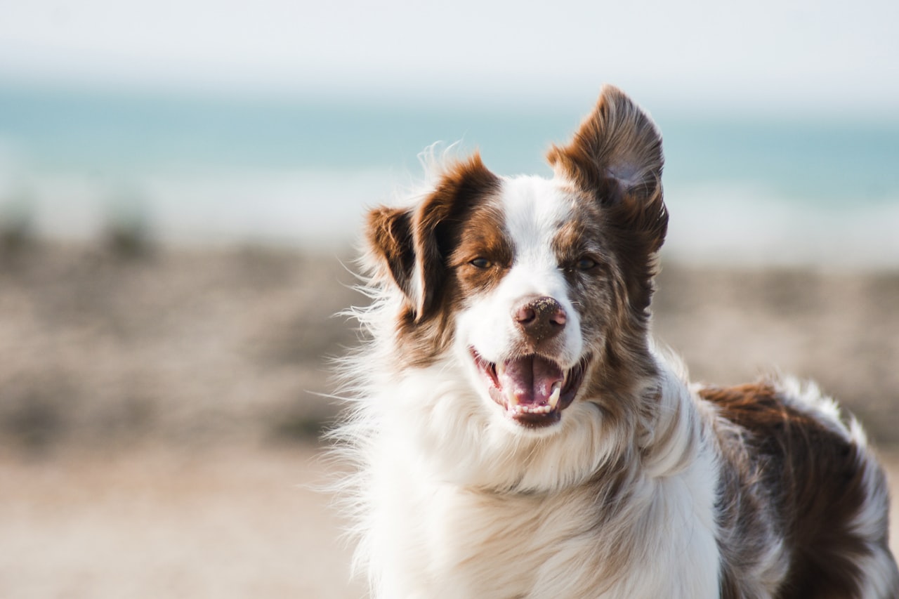 Flea & Tick Control service in Rosemead, CA