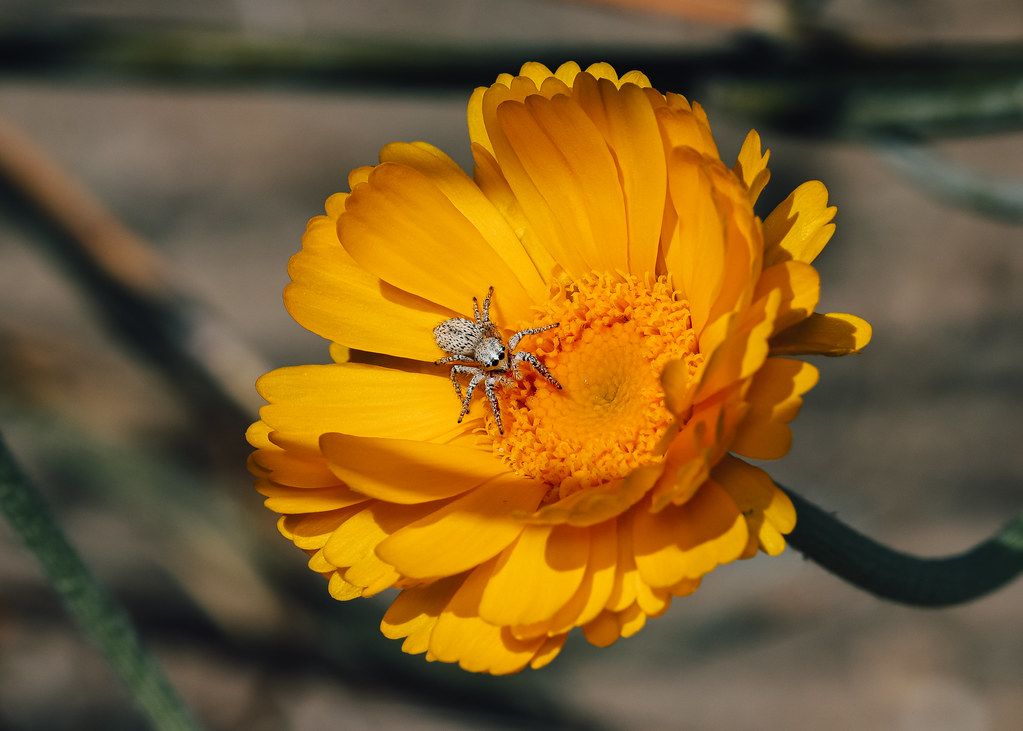 Spider Control service in Rosemead, CA